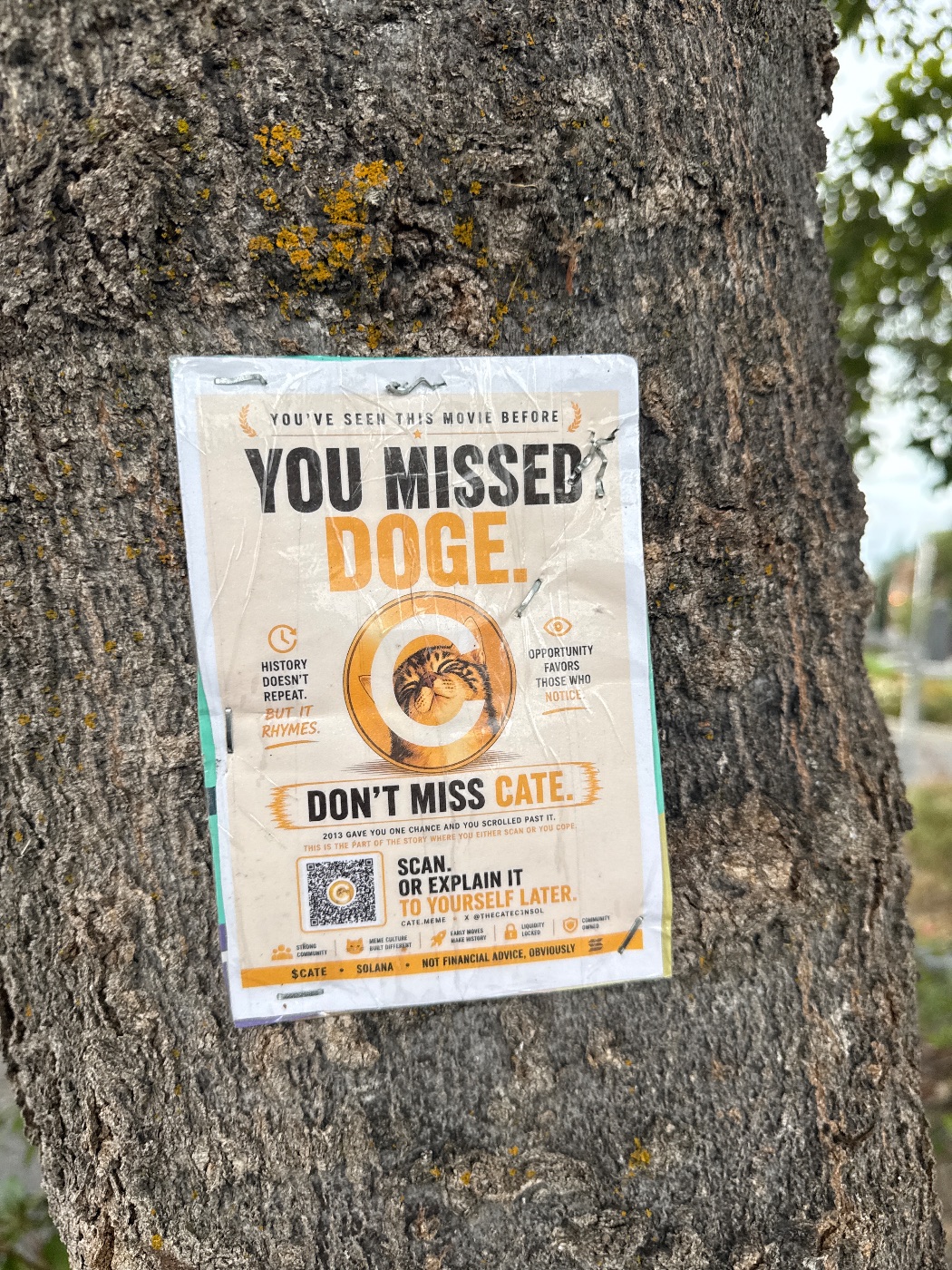 A $CATE flyer in the wild